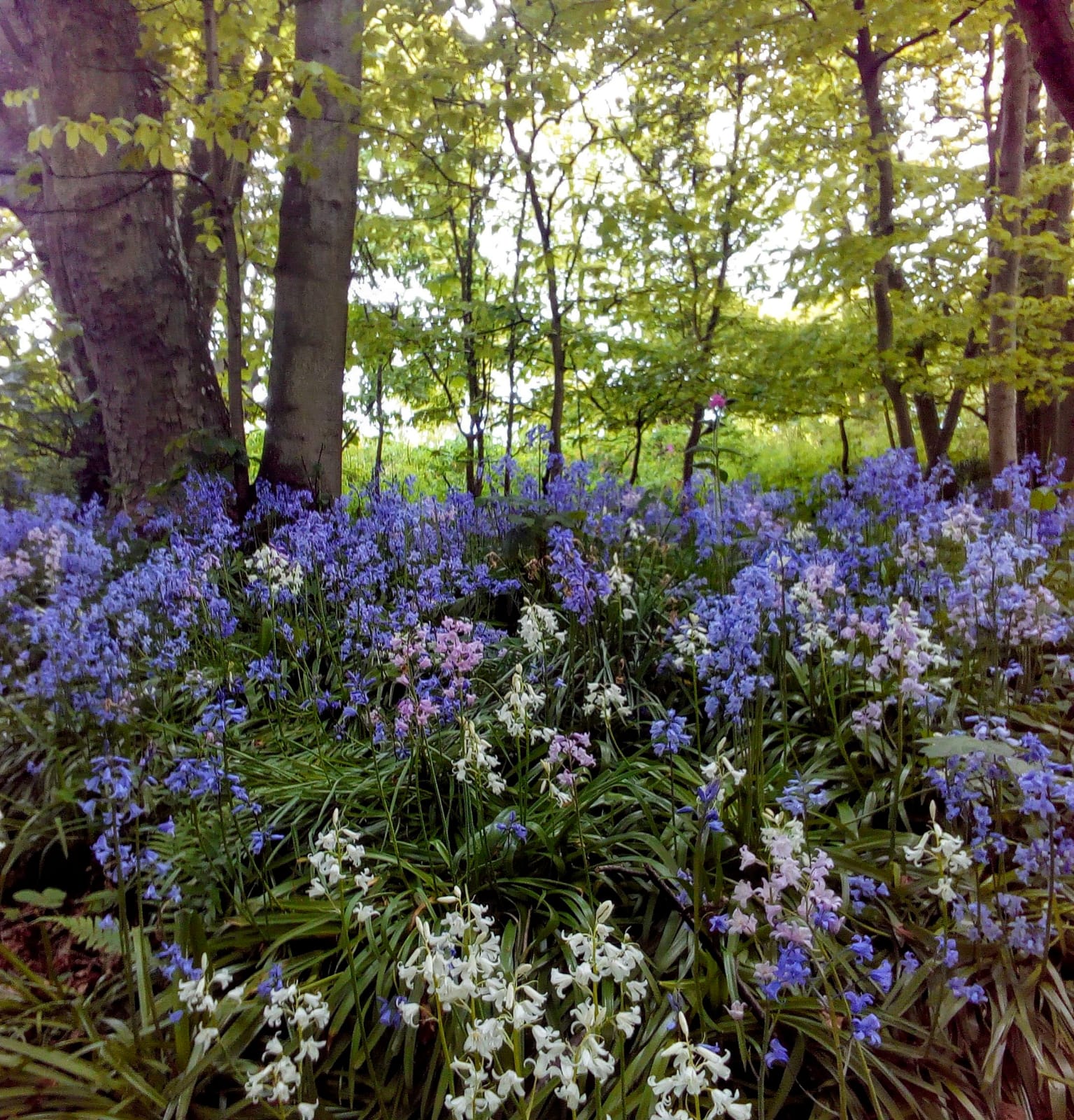 bluebell flowers in a woodland